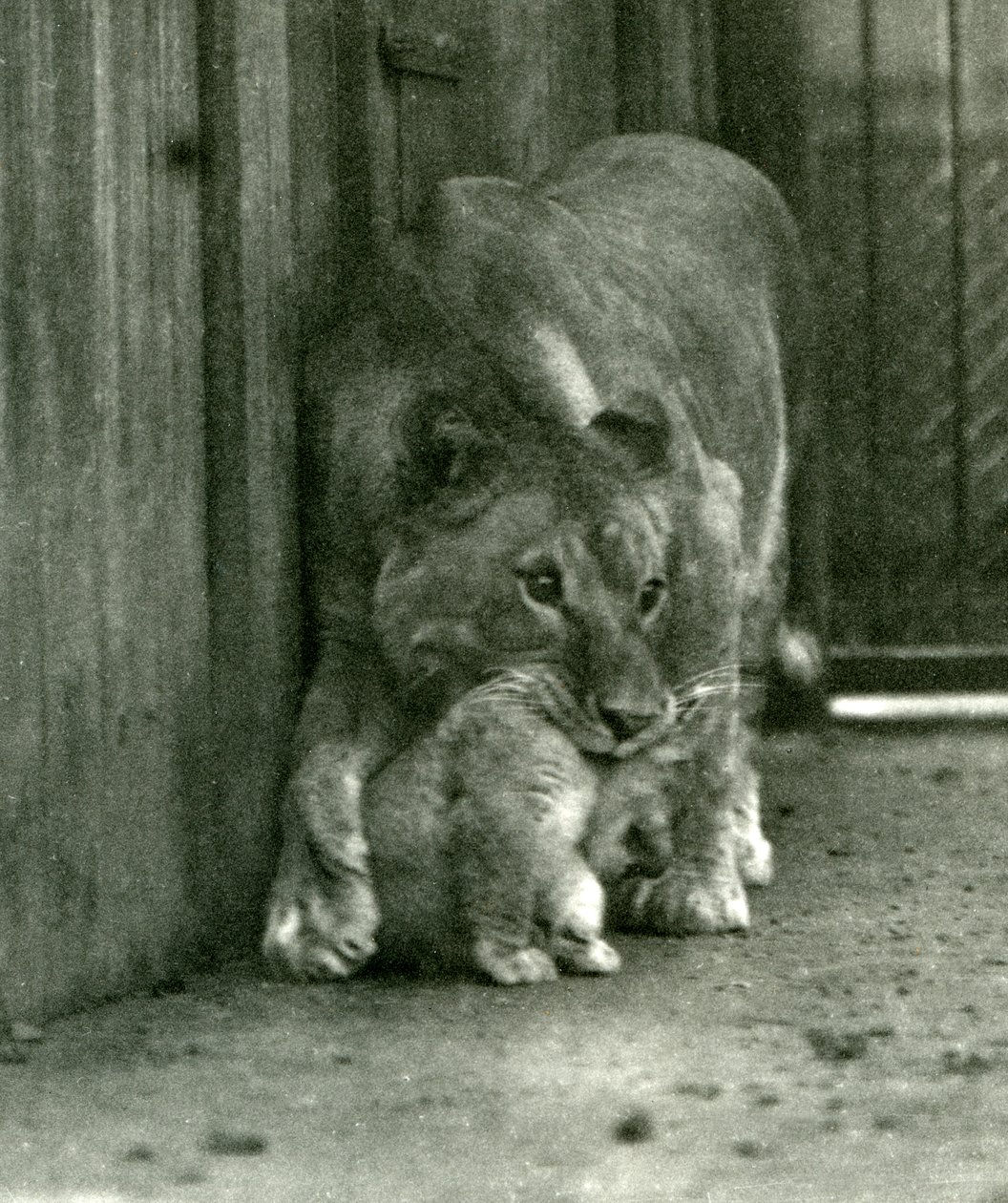 Egy oroszlánhölgy a nyakánál fogva készül felemelni a menazsériában született kölykét, Londoni Állatkert, 1923. október (színes fotó) alkotó: Frederick William Bond