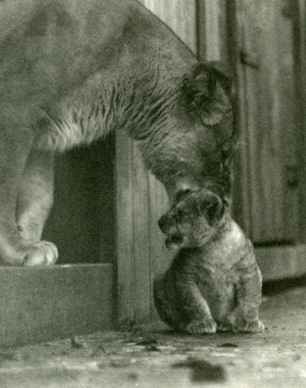 Egy oroszlánhölgy a nyakánál fogva készül felemelni a menazsériában született kölykét, Londoni Állatkert, 1923. október (színes fotó) alkotó: Frederick William Bond