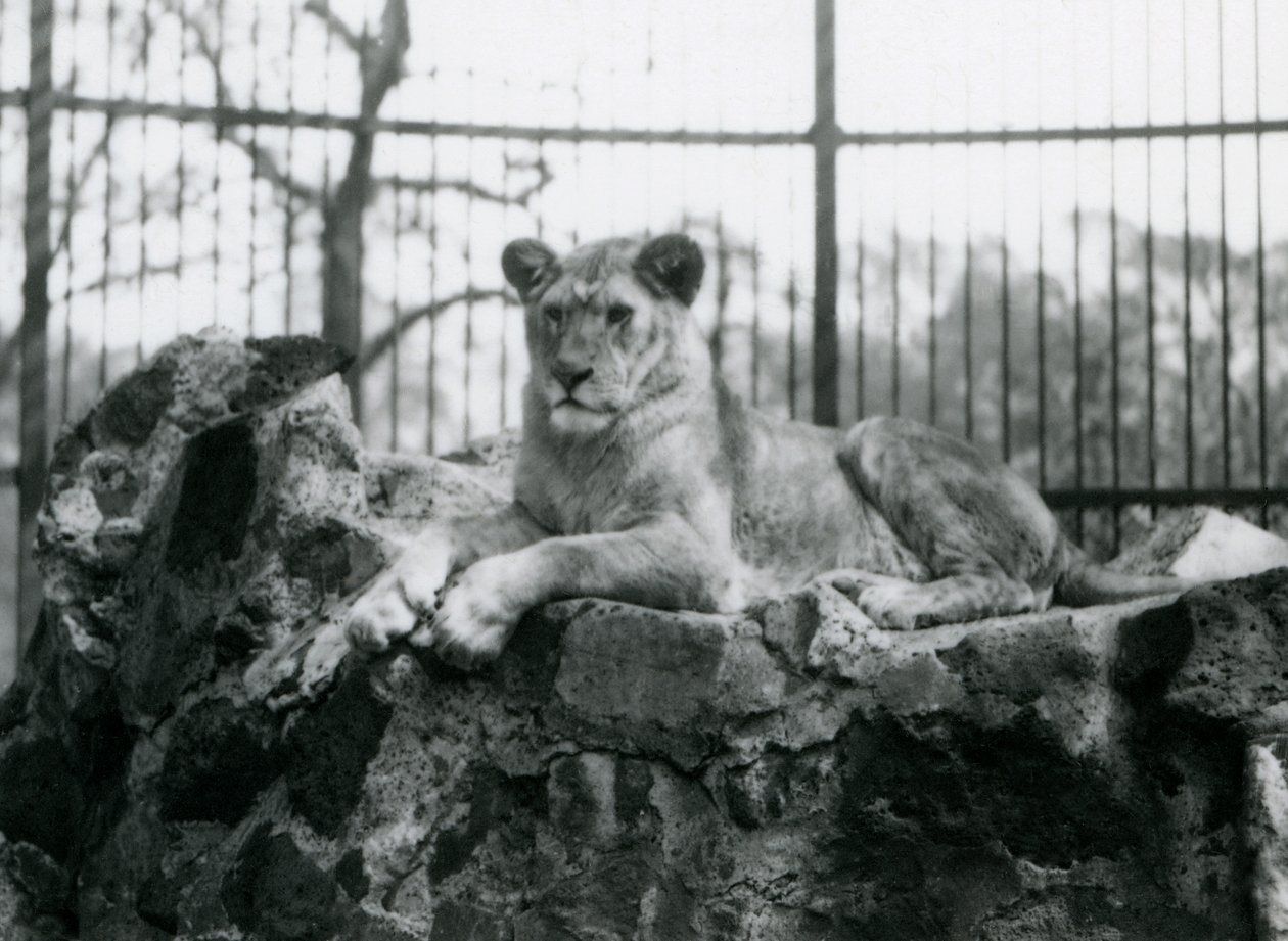 Egy oroszlán a falon feküdt a londoni állatkertben, 1923-ban (bw fotó) alkotó: Frederick William Bond