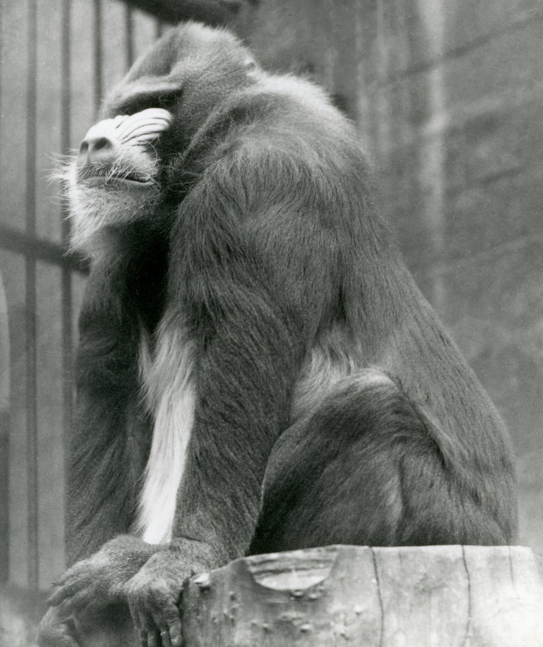 Egy hím Mandrill George egy farönkön ül a kertjében, a londoni állatkertben, 1923. augusztus (bw fotó) alkotó: Frederick William Bond