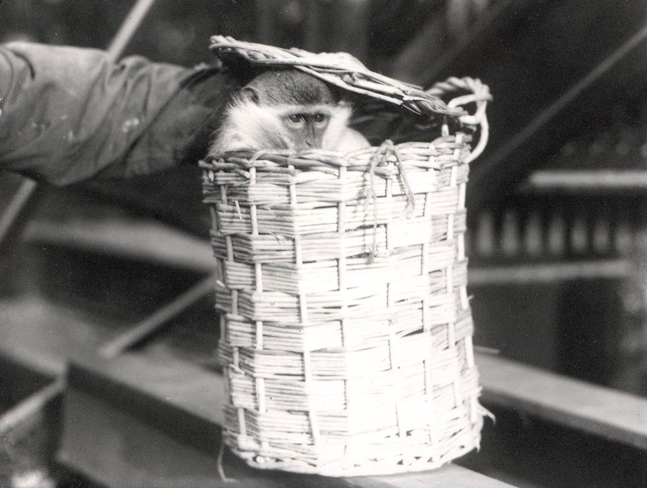 Egy majom páncélban a ZSL Londoni Állatkertben, 1922. december alkotó: Frederick William Bond
