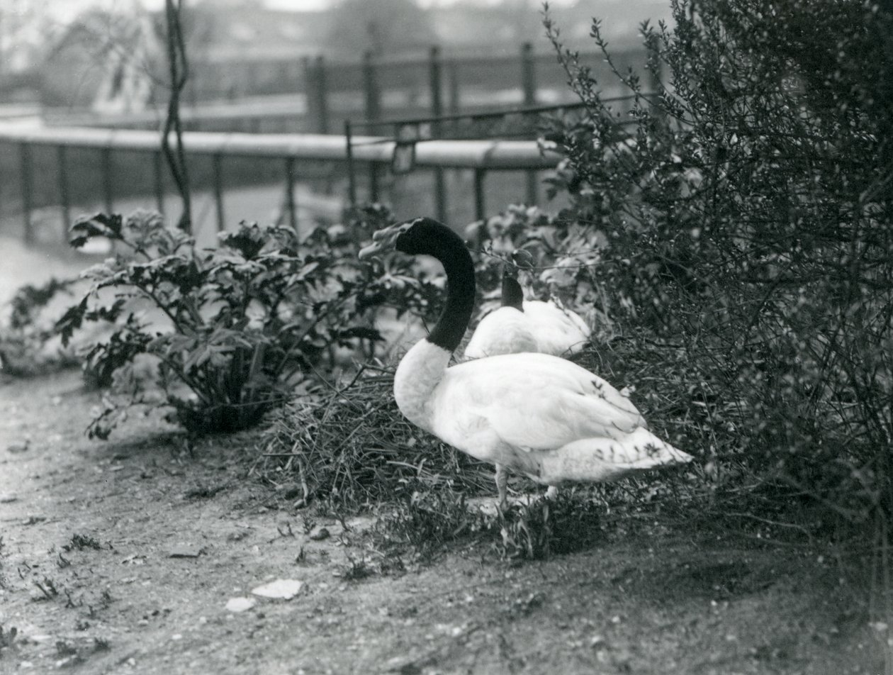 Feketenyakú hattyúpár fészkel a londoni állatkertben, 1923. április (bw fotó) alkotó: Frederick William Bond