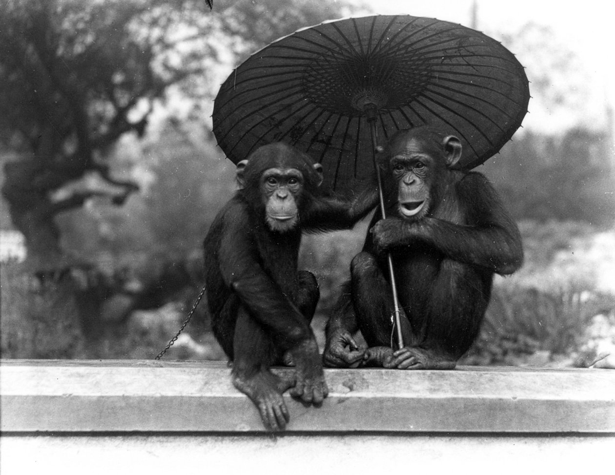 Egy csimpánzpár a ZSL Londoni Állatkertben, 1931 alkotó: Frederick William Bond