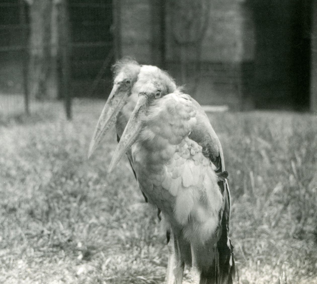 Egy nagy-indiai adjutáns gólyapár a londoni állatkertben, 1923. szeptember (bw fotó) alkotó: Frederick William Bond