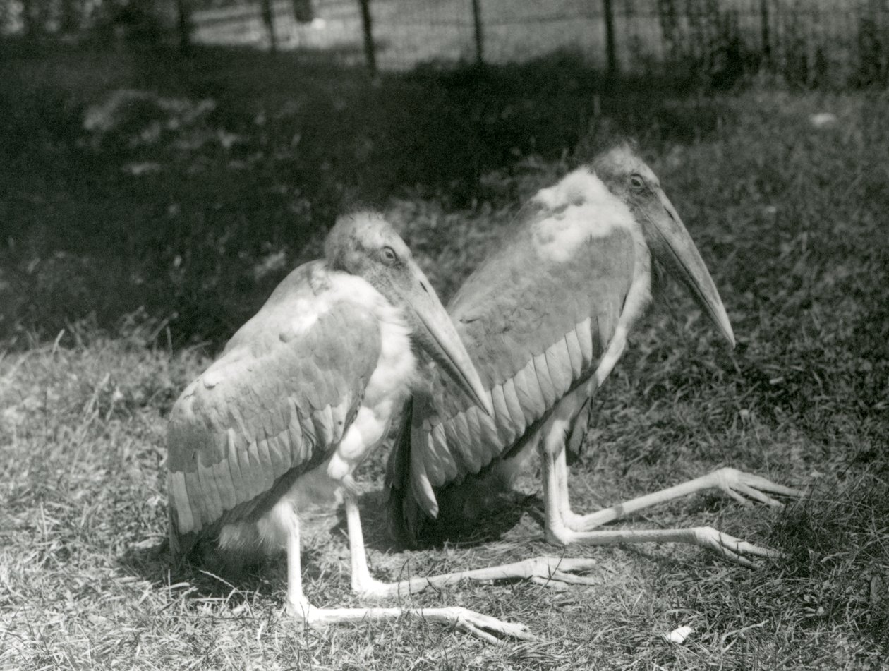 Egy nagy-indiai adjutáns gólyapár a londoni állatkertben ül, 1923. szeptember (bw fotó) alkotó: Frederick William Bond