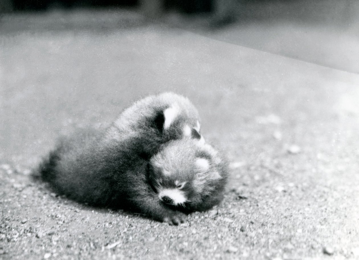 Egy pár vörös pandabébi a londoni állatkertben, 1919 alkotó: Frederick William Bond