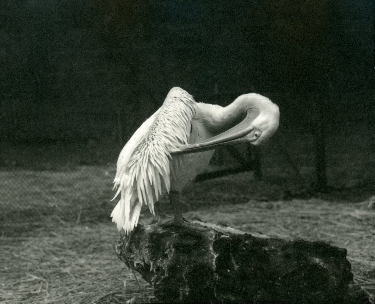 Egy pelikán a szárnyát a londoni állatkertben, 1922 júniusában alkotó: Frederick William Bond