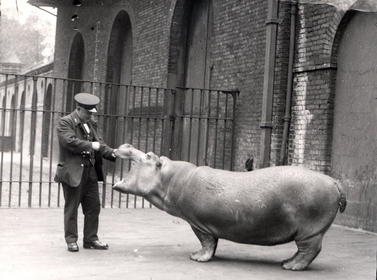 Ernie Bowman és Bobbie fényképe a londoni állatkertben, 1923 alkotó: Frederick William Bond