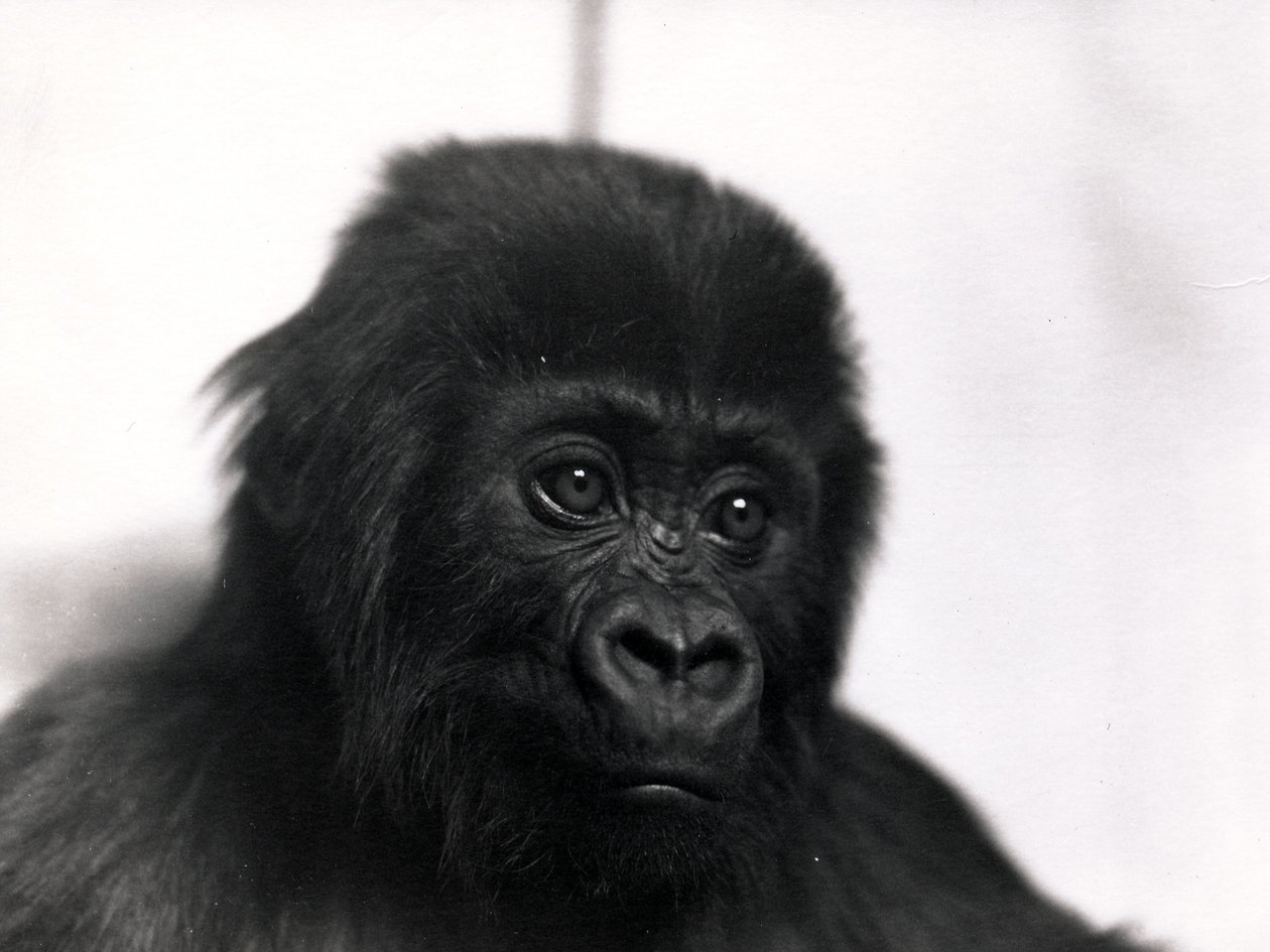 A „Meng” gorilla portréja, 1939 alkotó: Frederick William Bond
