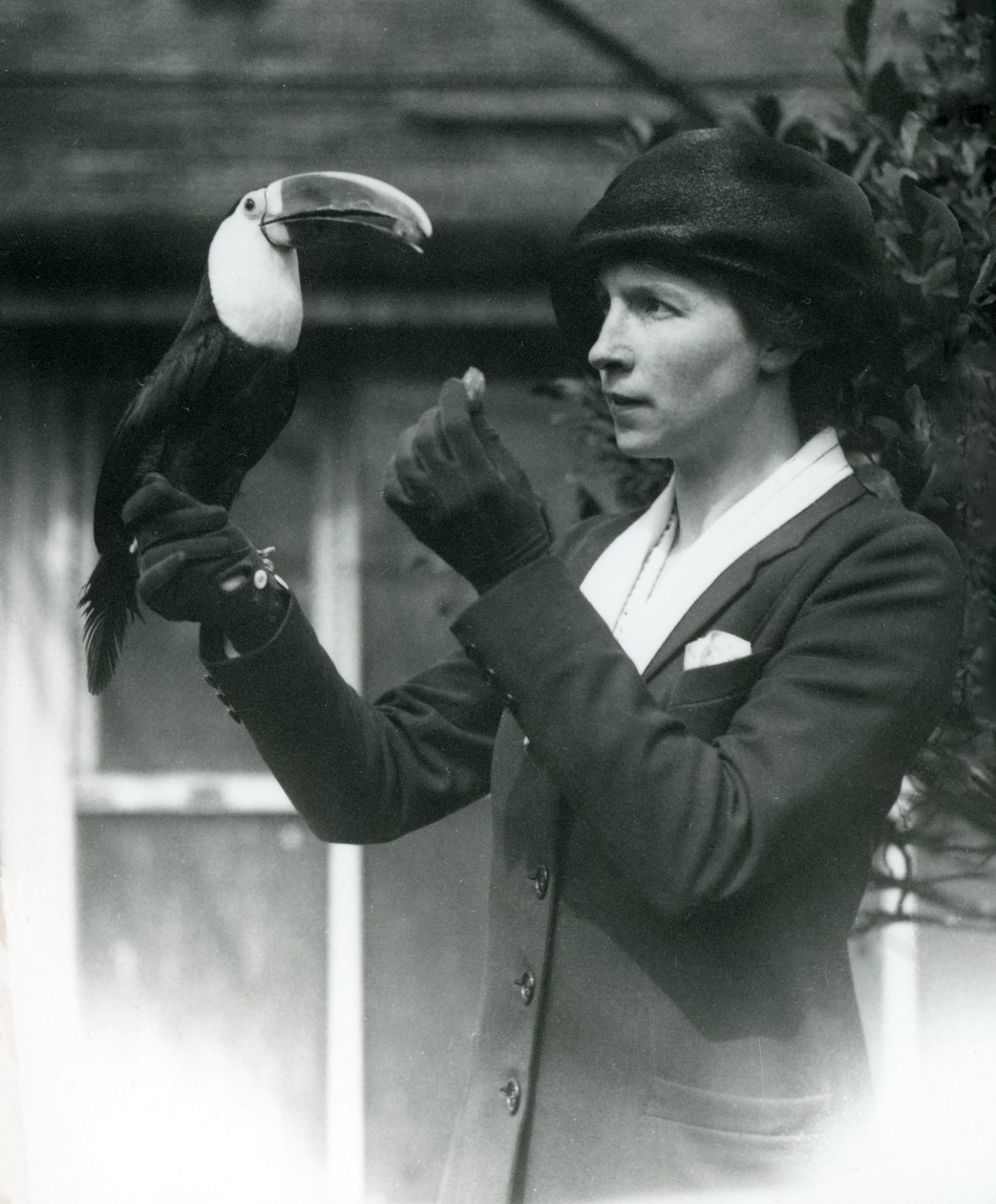 Fehértorkú tukánt etet egy hölgy, miközben kesztyűs kezén ül, Londoni Állatkert, 1923 (bw fotó) alkotó: Frederick William Bond