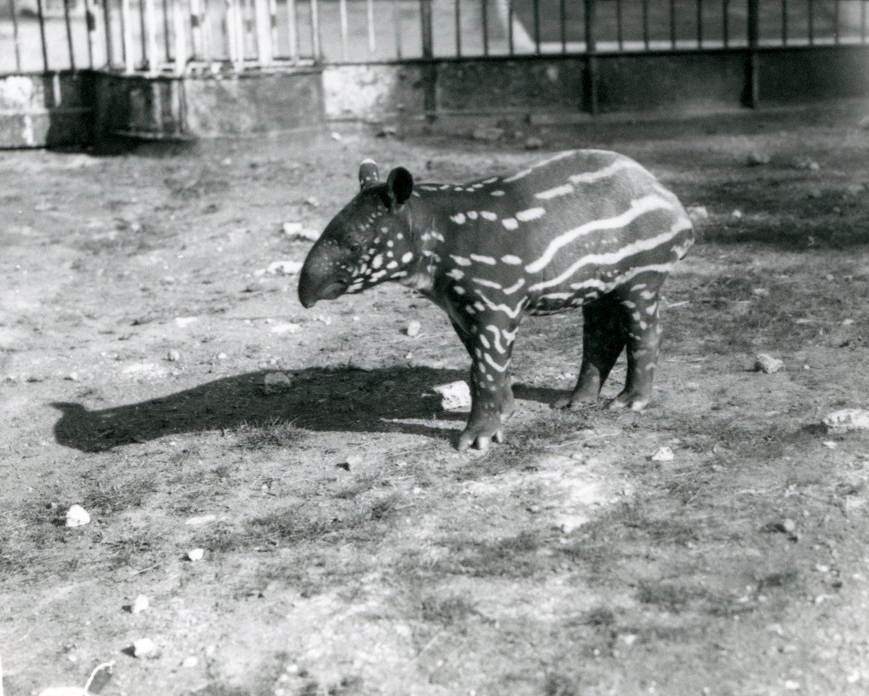Egy fiatal maláj tapír a londoni állatkertben, 1921. október 5. alkotó: Frederick William Bond