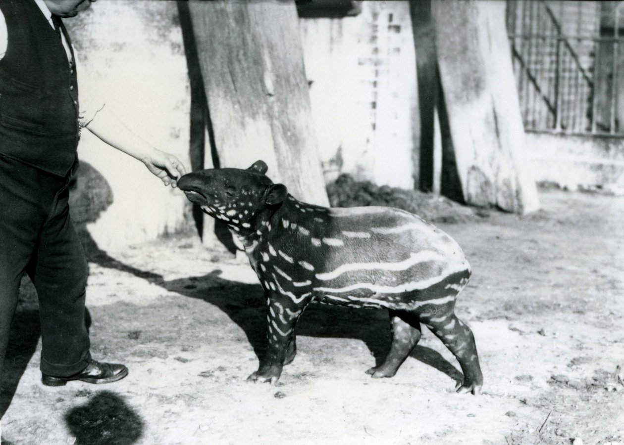 Egy fiatal maláj tapír állattartóval a londoni állatkertben, 1921. október 18 alkotó: Frederick William Bond