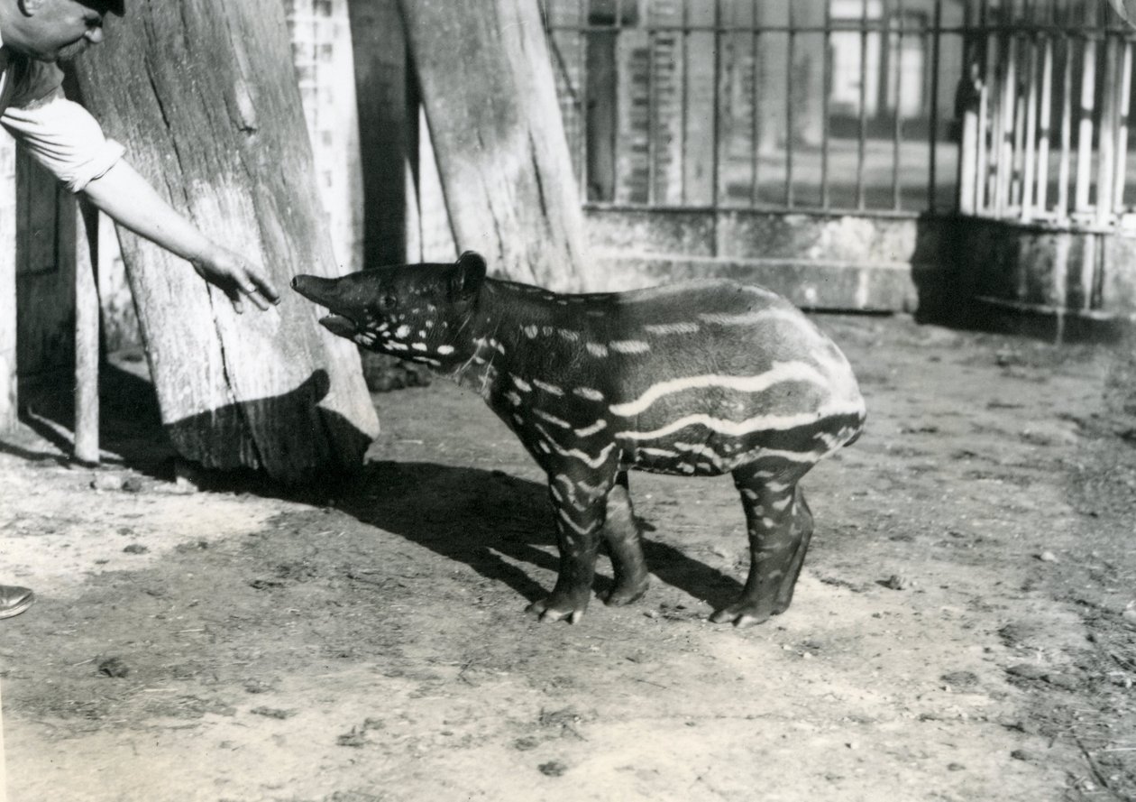 Egy fiatal maláj tapír állattartóval a londoni állatkertben, 1921. október 18 alkotó: Frederick William Bond