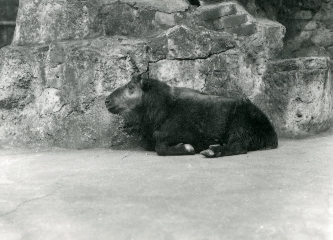 Egy fiatal Takin, más néven Cattle Chamois vagy Gnu Goat, Londoni Állatkert, 1923. április (bw fotó) alkotó: Frederick William Bond