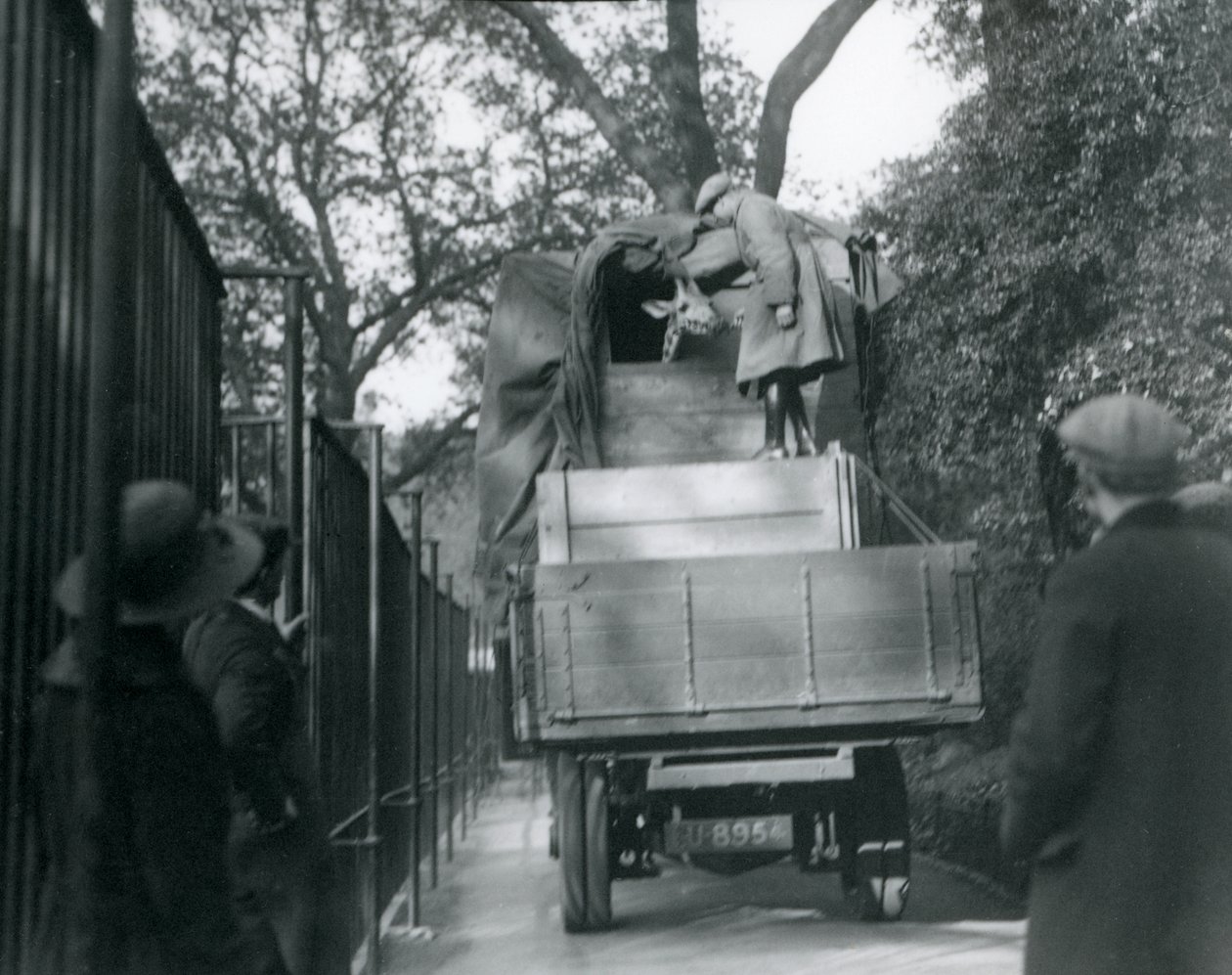 Egy fiatal zsiráf érkezik a londoni állatkertbe, 1923. május (bw fotó) alkotó: Frederick William Bond