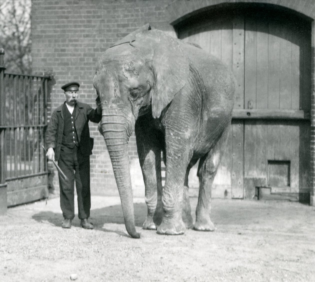 Afrikai elefánt, „Johnny” gazdájával, Charles Eylesszal a londoni állatkertben, 1914. április alkotó: Frederick William Bond