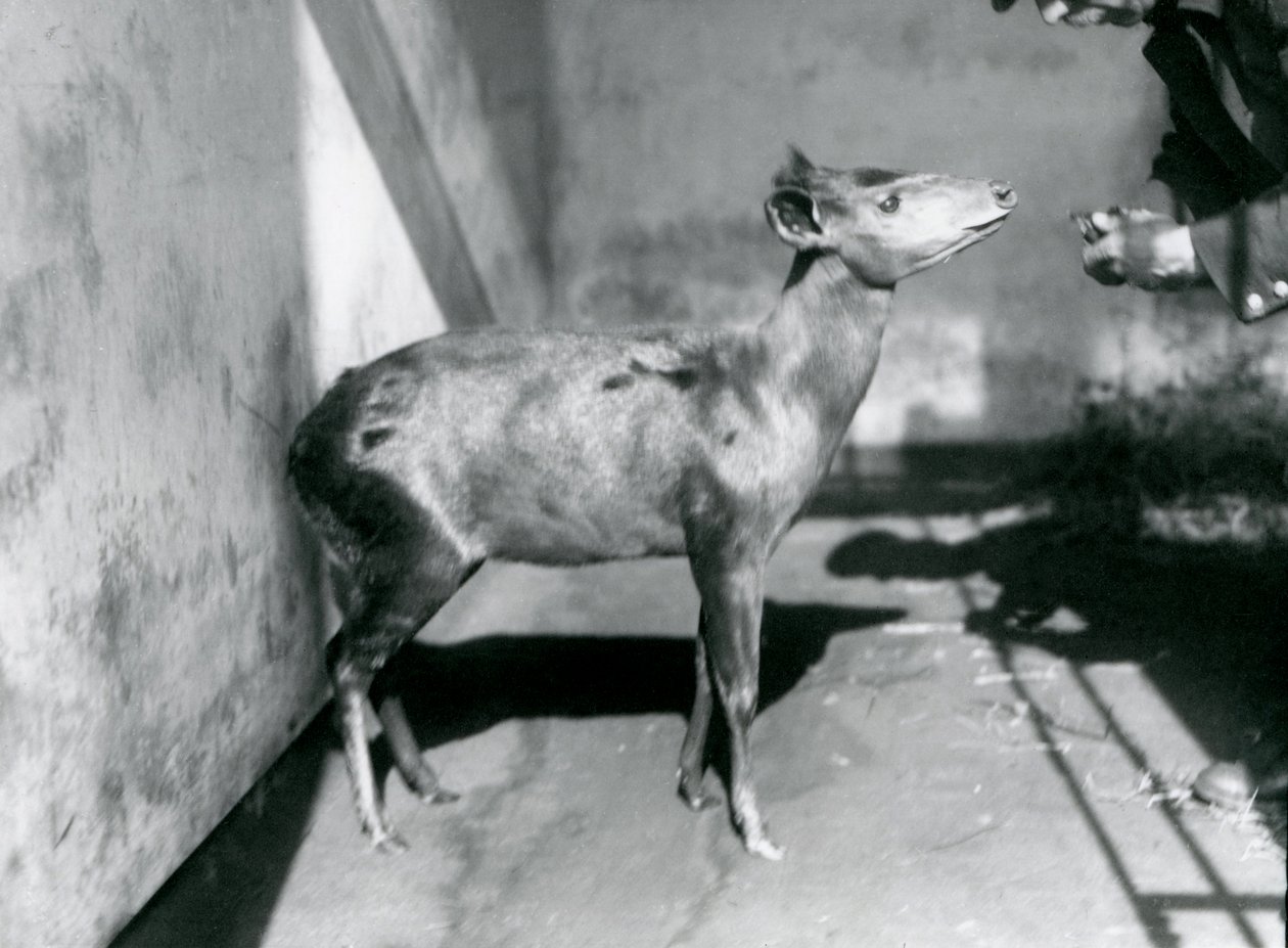 Egy Abbott duiker a londoni állatkertben, 1922 áprilisában alkotó: Frederick William Bond