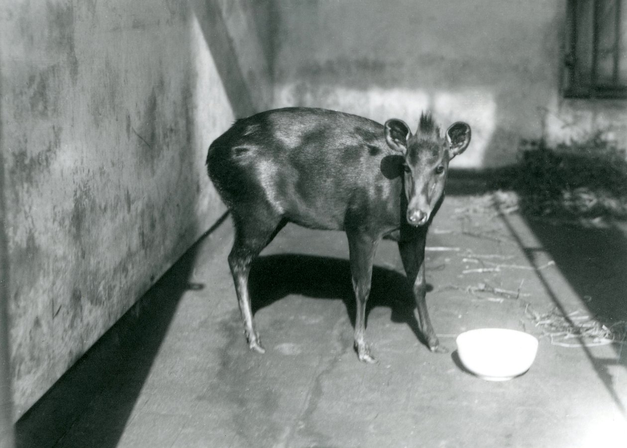 Egy Abbott duiker a londoni állatkertben, 1922 áprilisában alkotó: Frederick William Bond