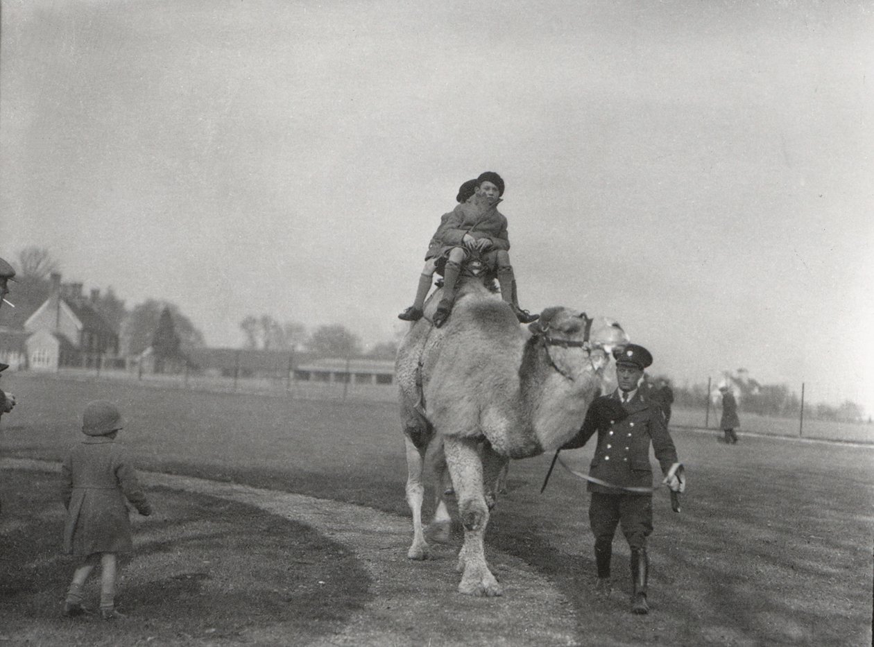 Egy arab teve egy pár gyereket visz lovagolni a ZSL Whipsnade-be, 1932. március alkotó: Frederick William Bond