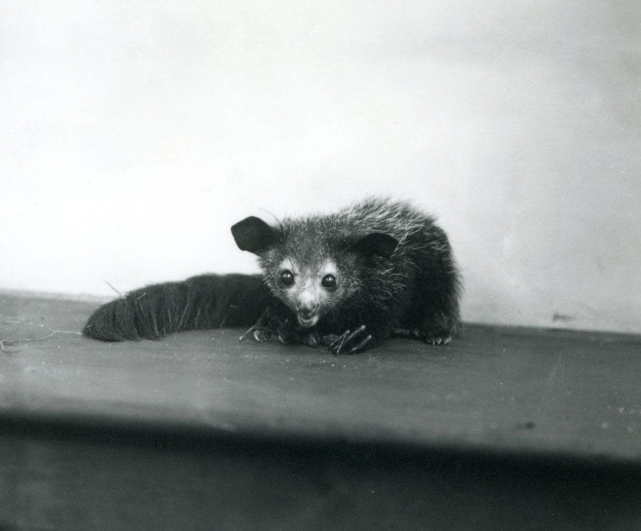 Aye-aye a londoni állatkertben, 1913. október alkotó: Frederick William Bond