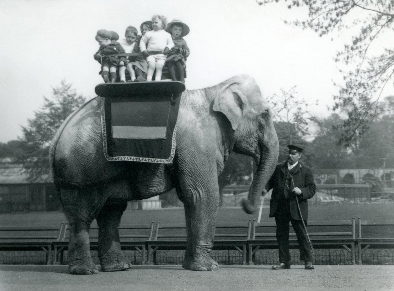 Egy indiai elefánt állattartóval, kisgyerekeket visz lovagolni a londoni állatkertbe, 1913 körül alkotó: Frederick William Bond