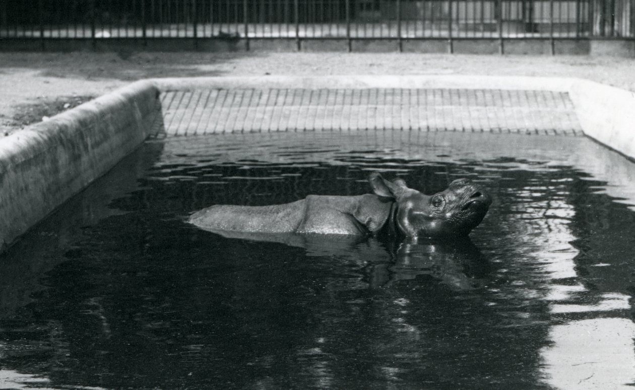 Egy indiai orrszarvú a medencéjében a londoni állatkertben, 1914. július alkotó: Frederick William Bond