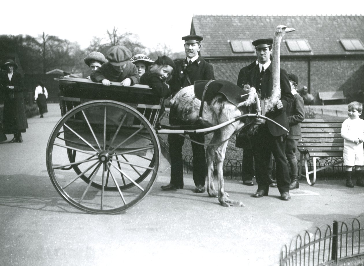 Strucckocsikázás gyerekekkel és George Blore és William Dexter állattartókkal a londoni állatkertben, 1913 körül alkotó: Frederick William Bond
