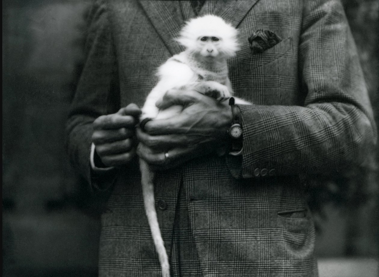 Egy albínó óvilági majom, a Ceropithecus nemzetség, a londoni állatkertben tartják fogva, 1922. július alkotó: Frederick William Bond
