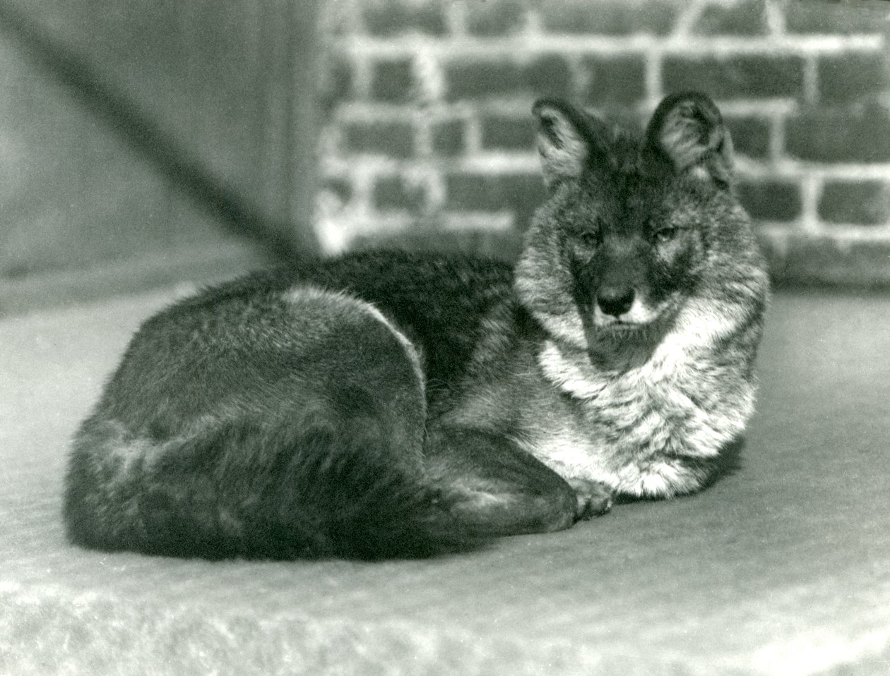 Egy veszélyeztetett dhole vagy ázsiai vadkutya pihen a londoni állatkertben, 1923 (fekete-fehér fotó) alkotó: Frederick William Bond