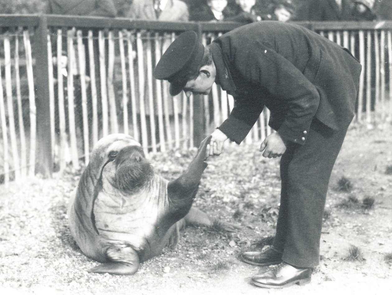 Andy, a rozmár a ZSL Londoni Állatkertben, 1925 alkotó: Frederick William Bond