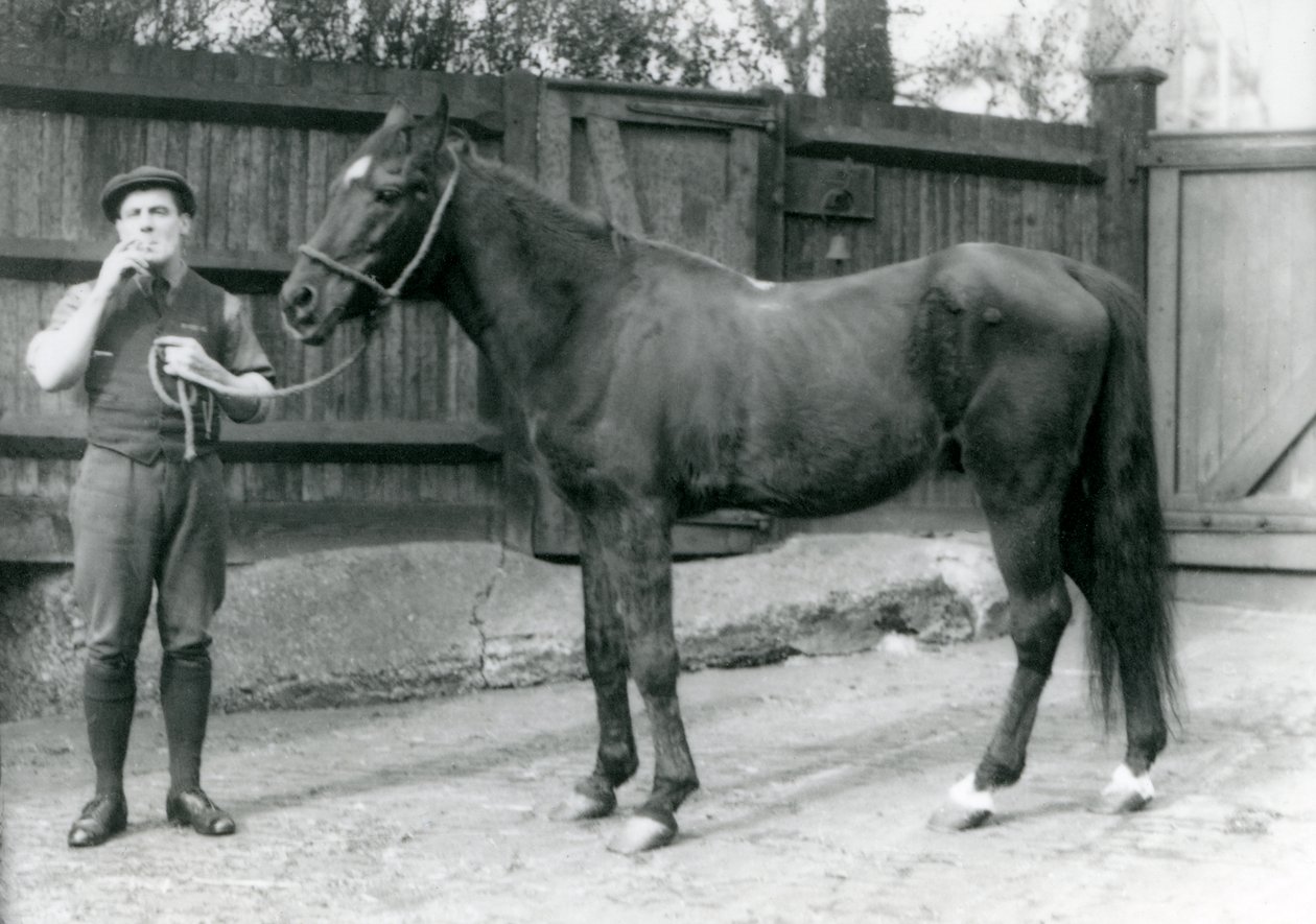 Dwarka arab mén Pony Moore-ral, egy lovas furgonvezetővel, Londoni Állatkert, 1921 (bw fotó) alkotó: Frederick William Bond
