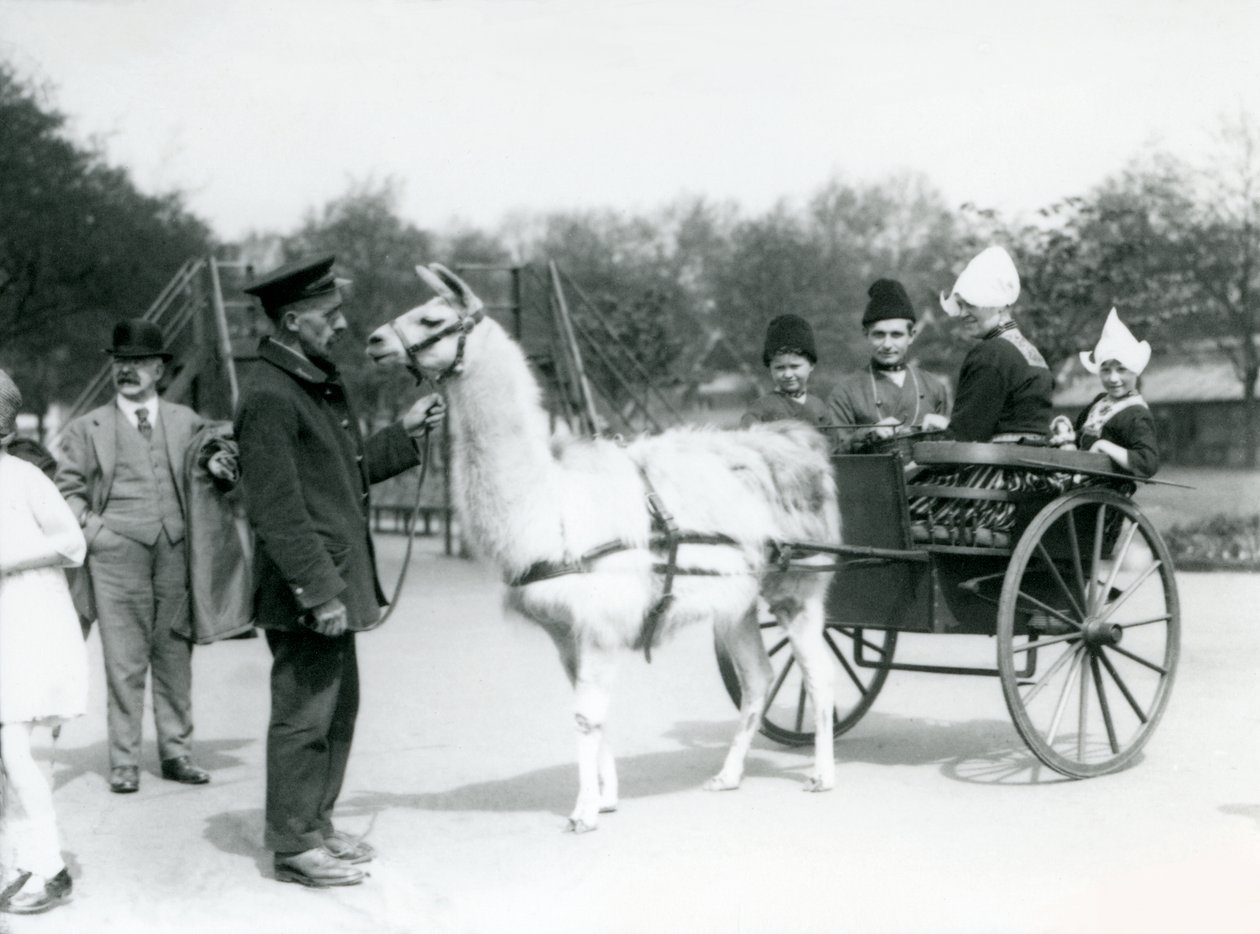 Örmény látogatók lámakocsin lovagolnak a londoni állatkertben, 1923. május (bw fotó) alkotó: Frederick William Bond