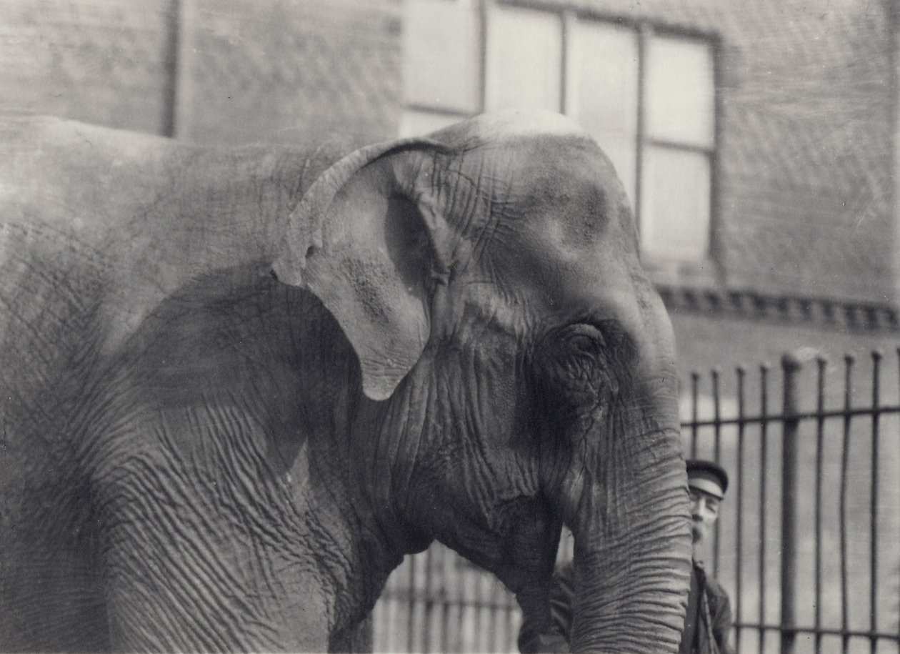 Ázsiai elefánt állattartóval, Londoni Állatkert, 1914 alkotó: Frederick William Bond