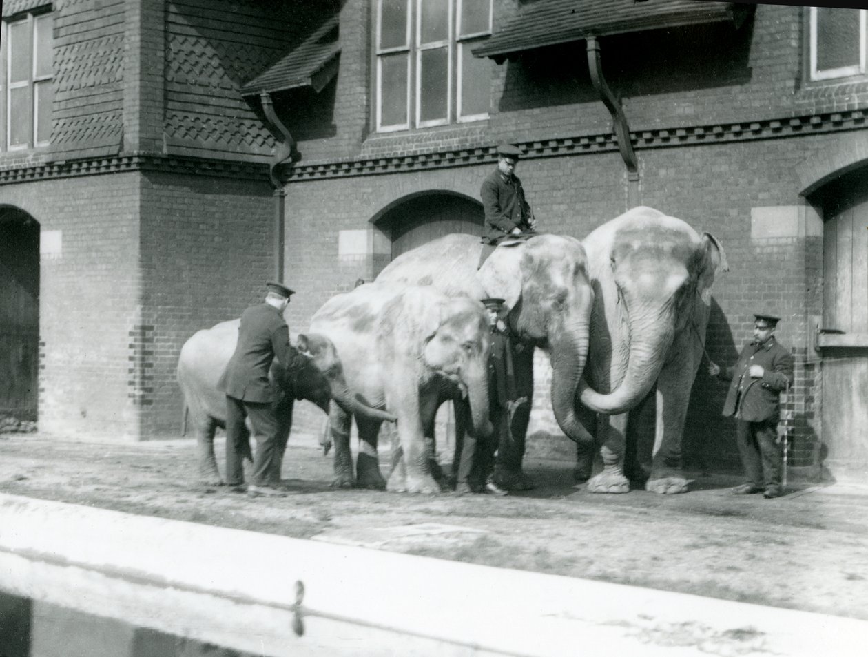 Ázsiai elefántok, két felnőtt és két fiatal, tartóikkal a londoni állatkertben, 1930 előtt (bw fotó) alkotó: Frederick William Bond