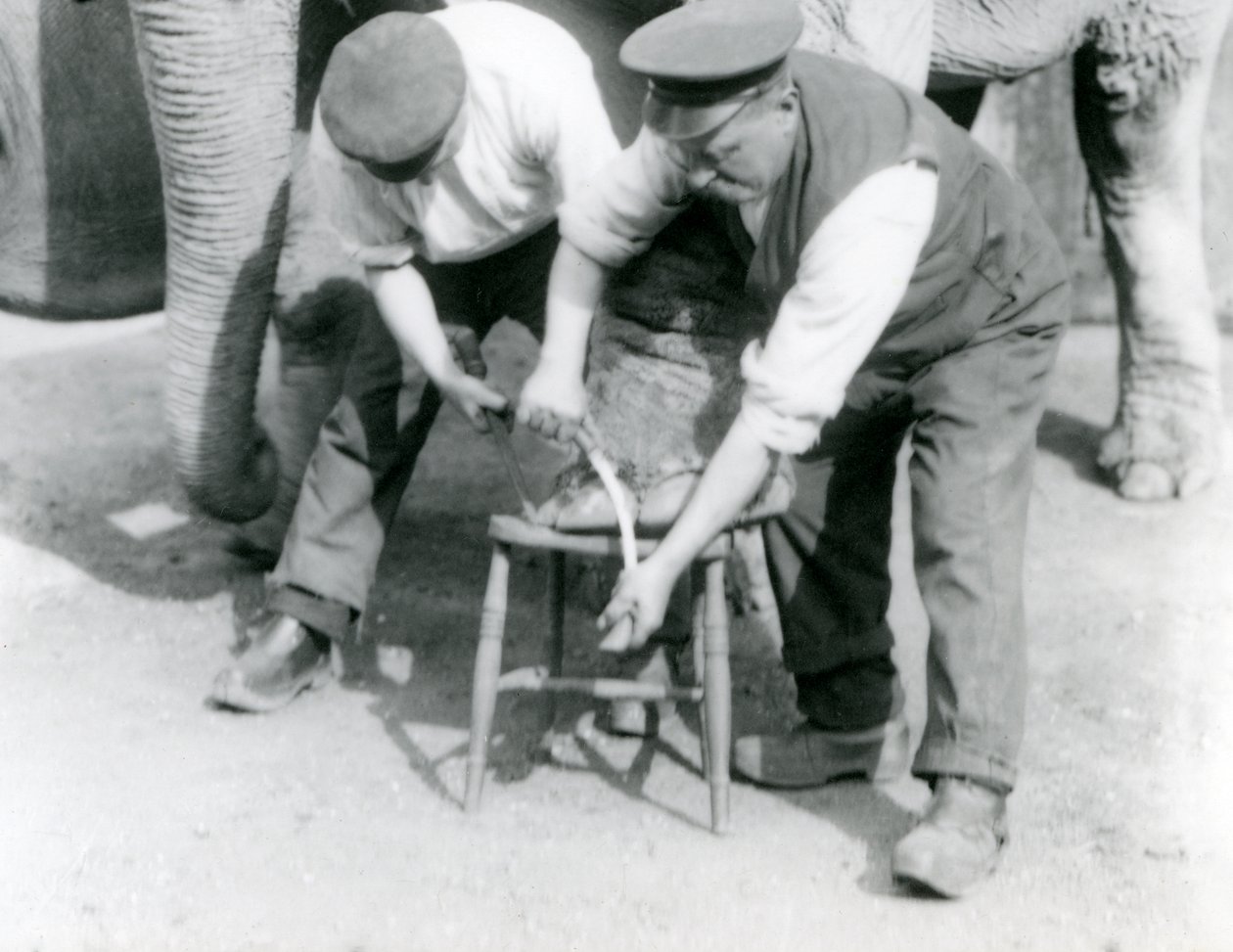 Bébi indiai elefánt és felnőtt nőstény indiai elefánt, Assam Lukhi, aki Charles Eyles állattartóval van, lábát nyírják a londoni állatkertben, 1923. szeptember (bw fotó) alkotó: Frederick William Bond