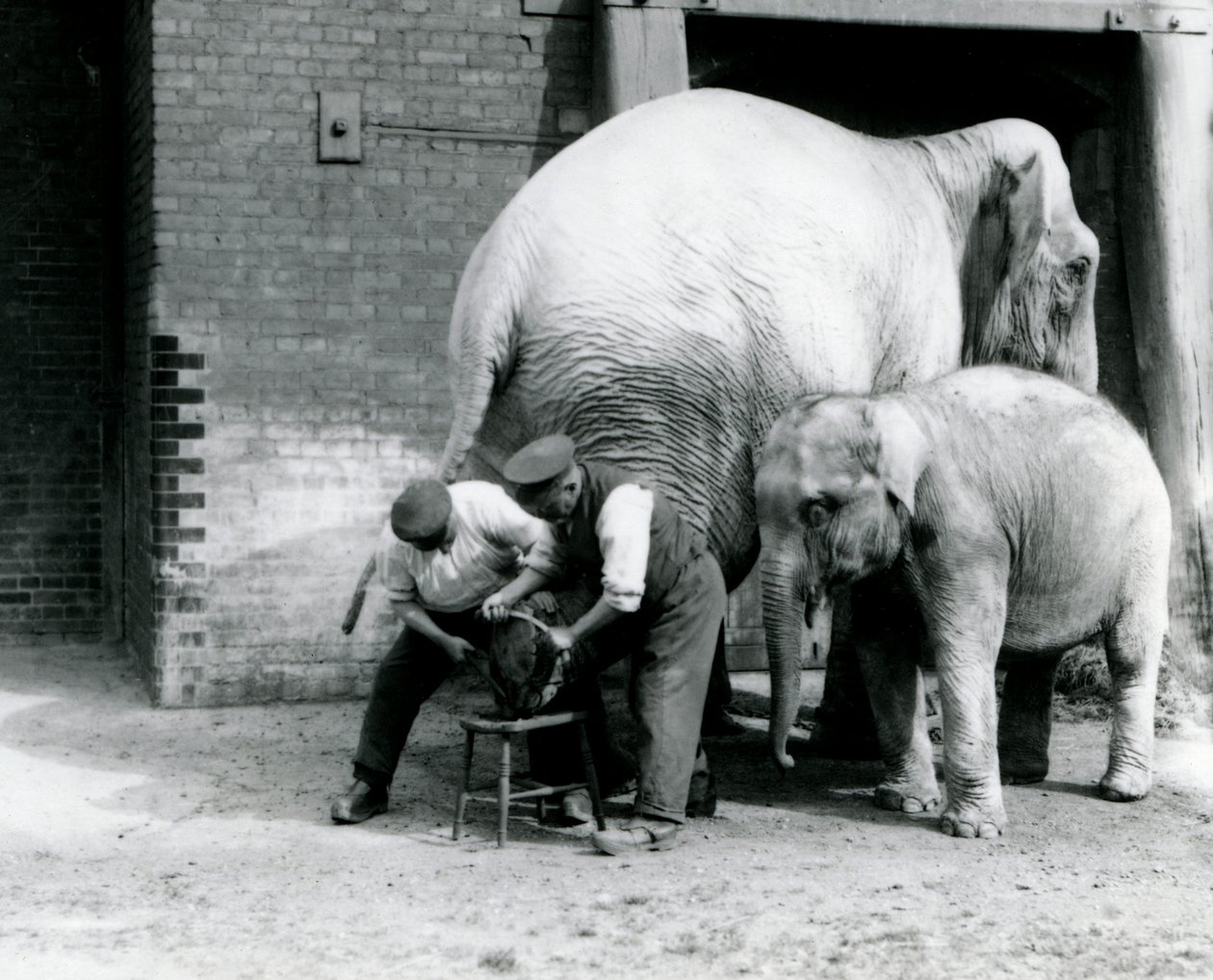 Bébi indiai elefánt és felnőtt nőstény indiai elefánt, Assam Lukhi, aki Charles Eyles állattartóval van, lábát nyírják a londoni állatkertben, 1923. szeptember (bw fotó) alkotó: Frederick William Bond