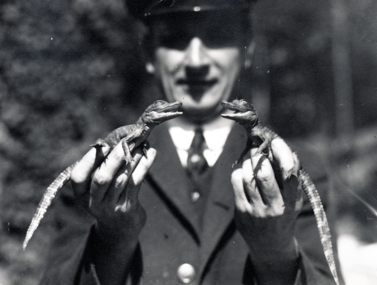 Bébi aligátorok, 1919 alkotó: Frederick William Bond