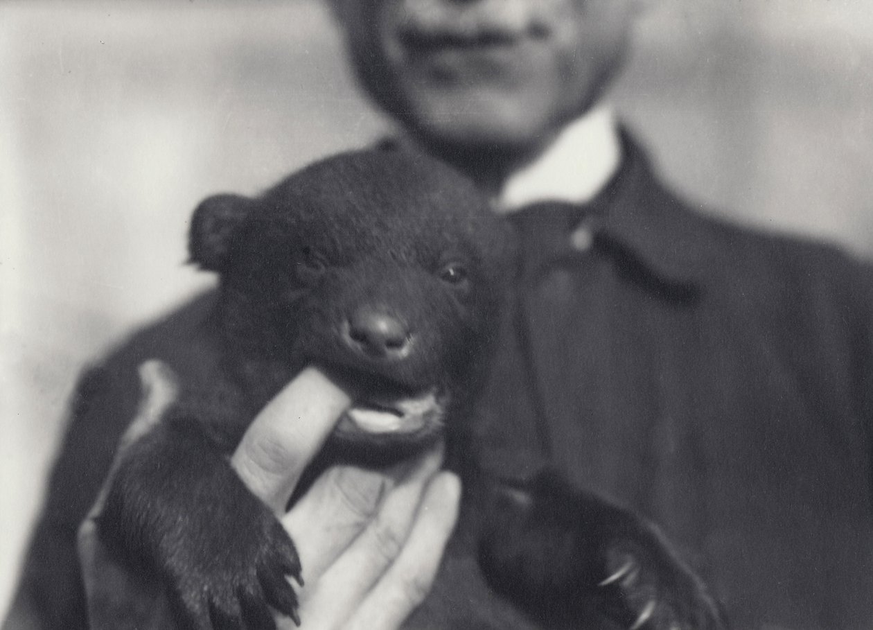 6 hetes barna x fekete medvebocs, aki a tartó ujját rágja a londoni állatkertben, 1920. február alkotó: Frederick William Bond
