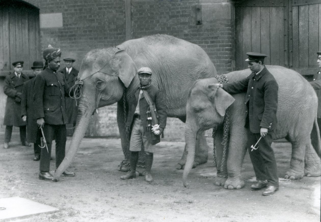 Burmai elefántok állattartóval, Jack Milbourne, Syed Ali (balra) és San Dwe (középen), Londoni Állatkert, 1923. május (bw fotó) alkotó: Frederick William Bond