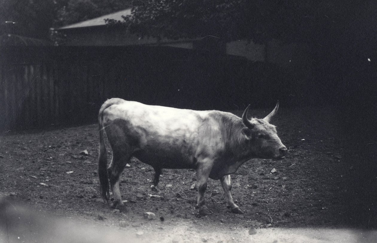 Chillingham bika a londoni állatkertben, 1917. június alkotó: Frederick William Bond