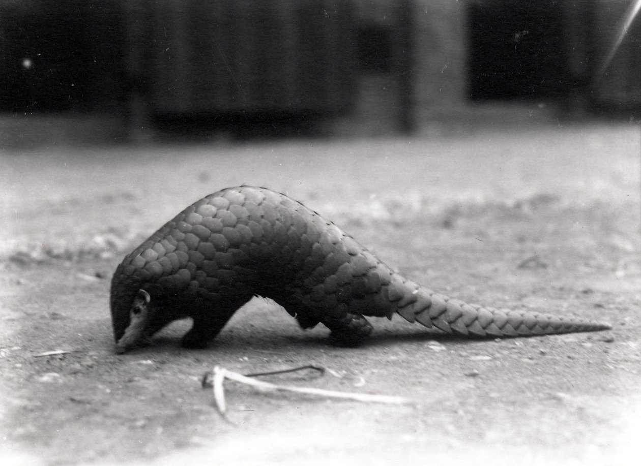 Kínai pangolin, 1925. július alkotó: Frederick William Bond