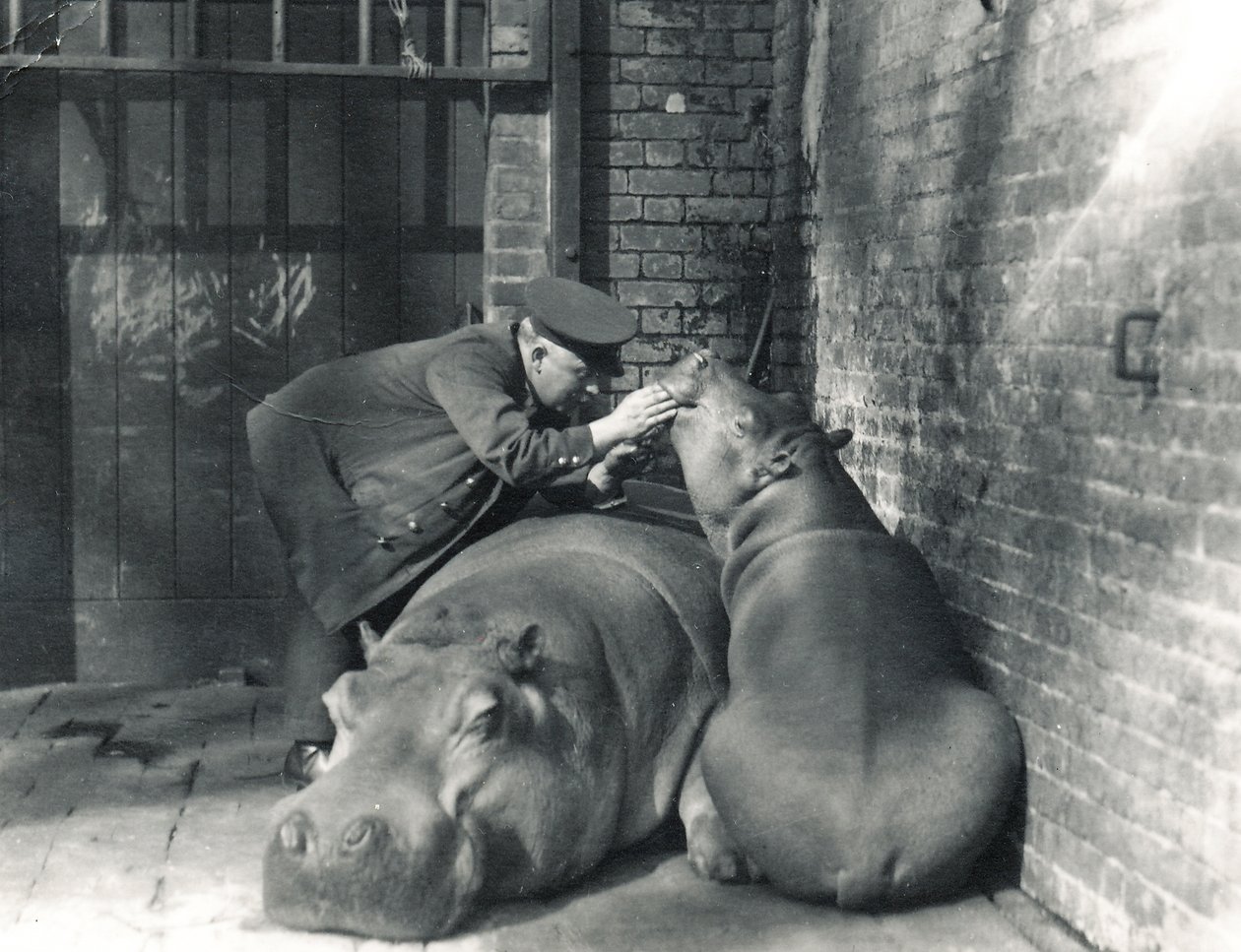 Közönséges vízilovak, Jean és Jimmy Ernie Bowman állattartóval a ZSL Londoni Állatkertben, 1927. március alkotó: Frederick William Bond