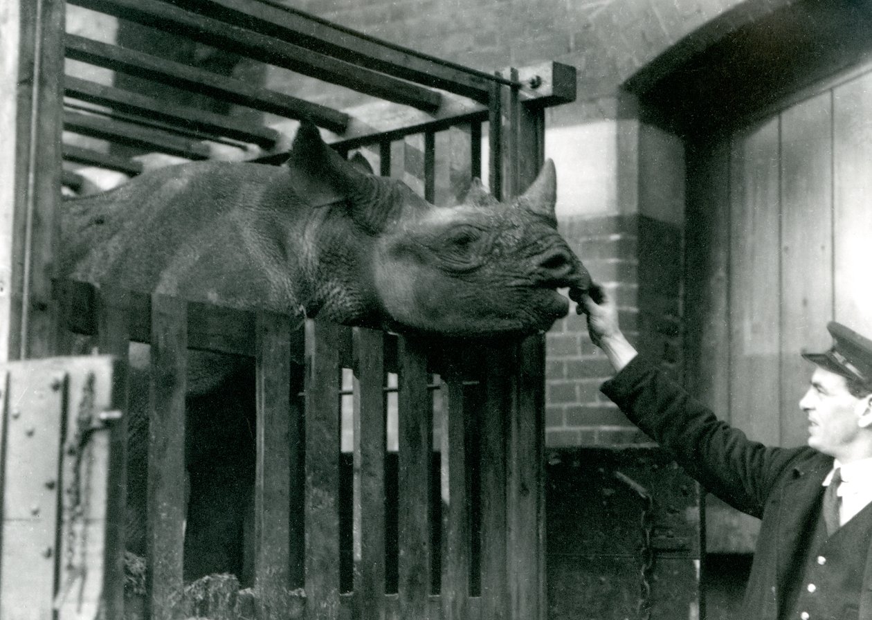 Eliza, egy fekete orrszarvú táplálékot vesz ki gazdája kezéből, amikor megérkezik a londoni állatkertbe, 1923 (bw fotó) alkotó: Frederick William Bond