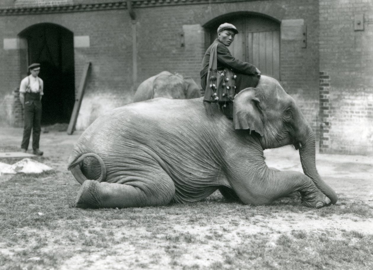 Mo Gay Ko nőstény burmai elefánt Law Wee Lee kiképzővel az Elephant House előtt, egy állattartóval és egy másik elefánttal a háttérben, Londoni Állatkert, 1923 (bw fotó) alkotó: Frederick William Bond