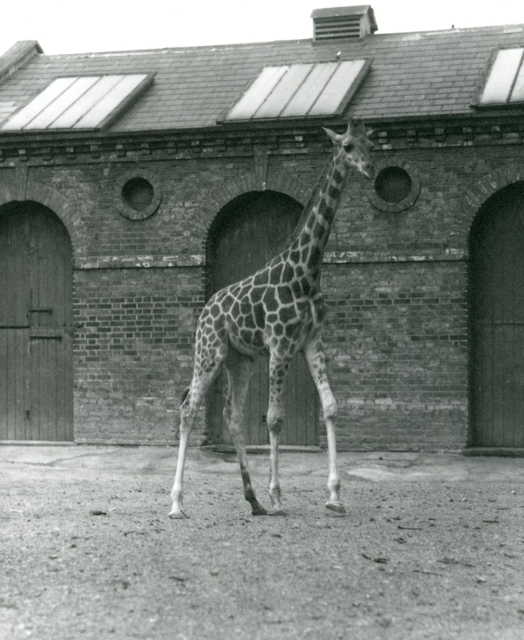 Maud nőstény zsiráf, a londoni állatkert Zsiráfháza előtti karámban áll, 1923 (bw fotó) alkotó: Frederick William Bond