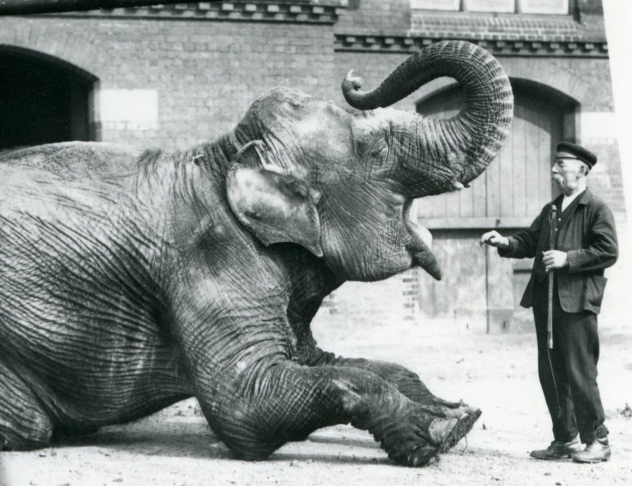 Nőstény indiai elefánt, „Suffa Culli” (A fekete rózsa) lefekszik és felemeli a törzsét, hogy megmutassa Charles Eyles állattartónak a fogait, Londoni Állatkert, 1914. április alkotó: Frederick William Bond