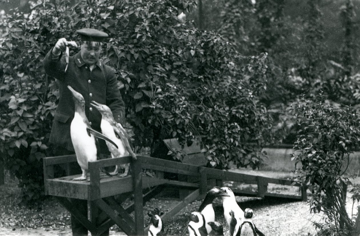 Gentoo pingvinek a búvárdeszkán, halakat etetett Albert White állattartó, míg a feketelábú pingvinek nézik, Londoni Állatkert, 1914 alkotó: Frederick William Bond