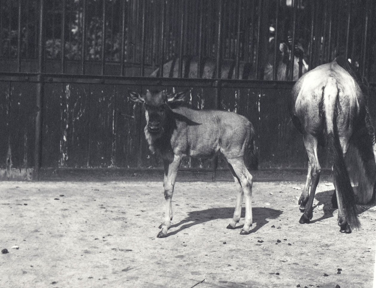 Gnu vagy Gnú és fiatalok a londoni állatkertben, 1917 augusztusában alkotó: Frederick William Bond