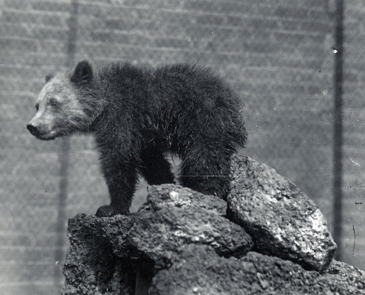 Grizzly medvebocs alkotó: Frederick William Bond