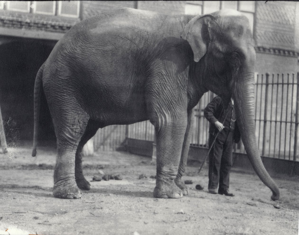 Indiai elefánt, Assam Lukhi, tartójával a londoni állatkertben, 1914. április alkotó: Frederick William Bond